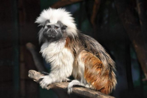 Crested tamarin, ali monkey pinche